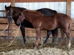 2019 Foal Mushu Bartender JW